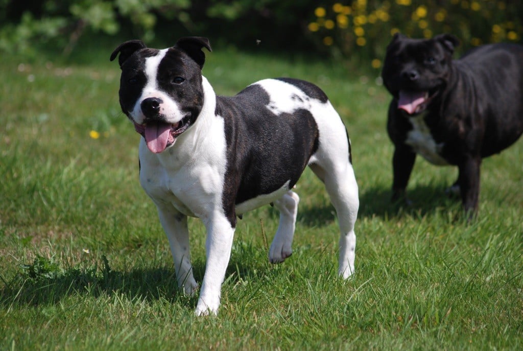 Venom Marvel World Dog