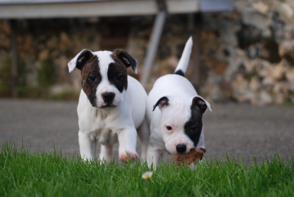 Staffordshire Bull Terrier - Marvel World Dog