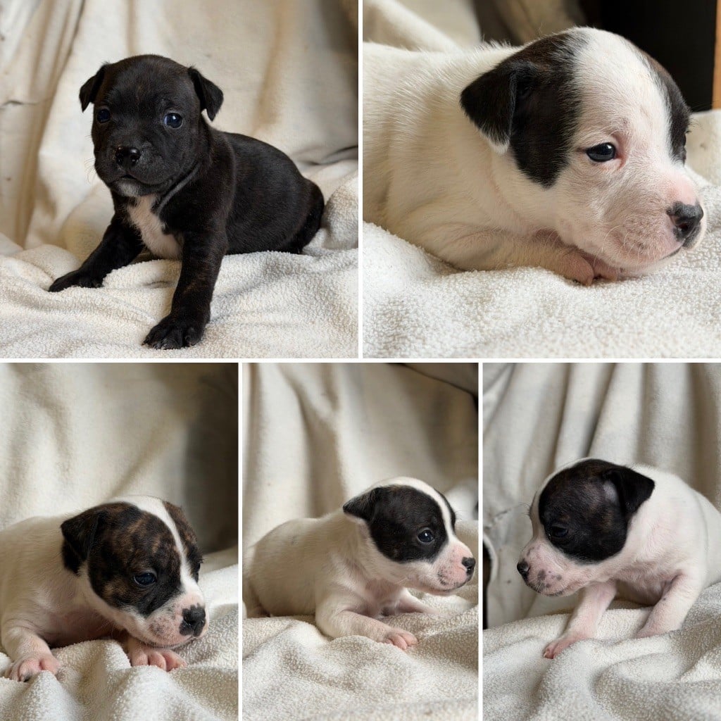 Staffordshire Bull Terrier - Marvel World Dog