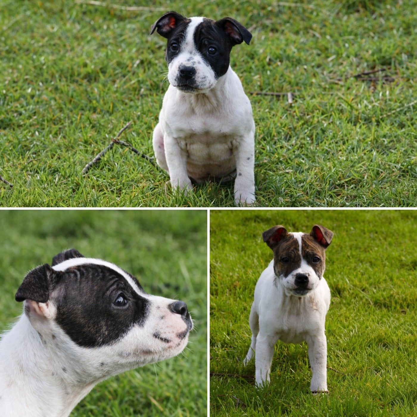 Chiot Staffordshire Bull Terrier