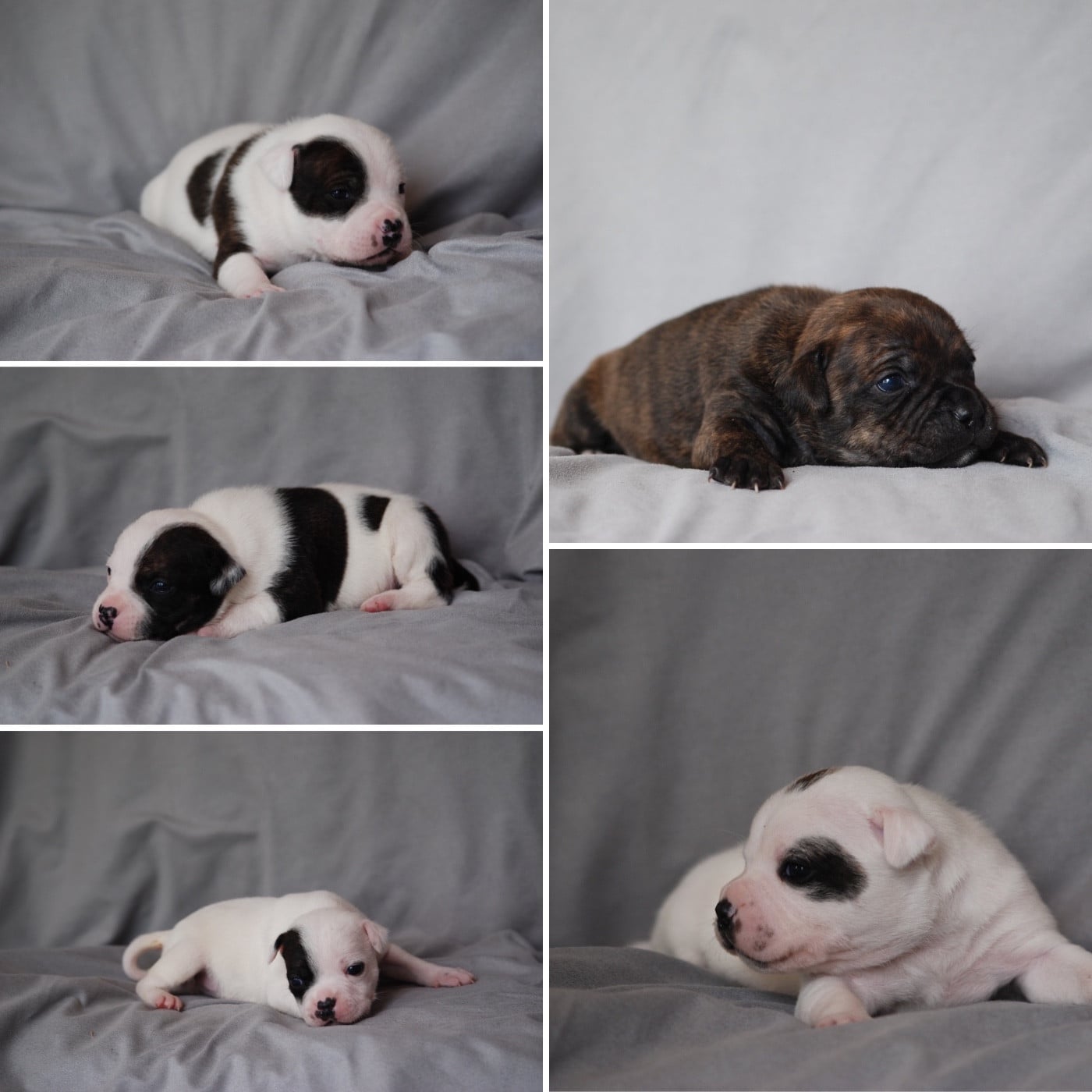 Staffordshire Bull Terrier - Marvel World Dog