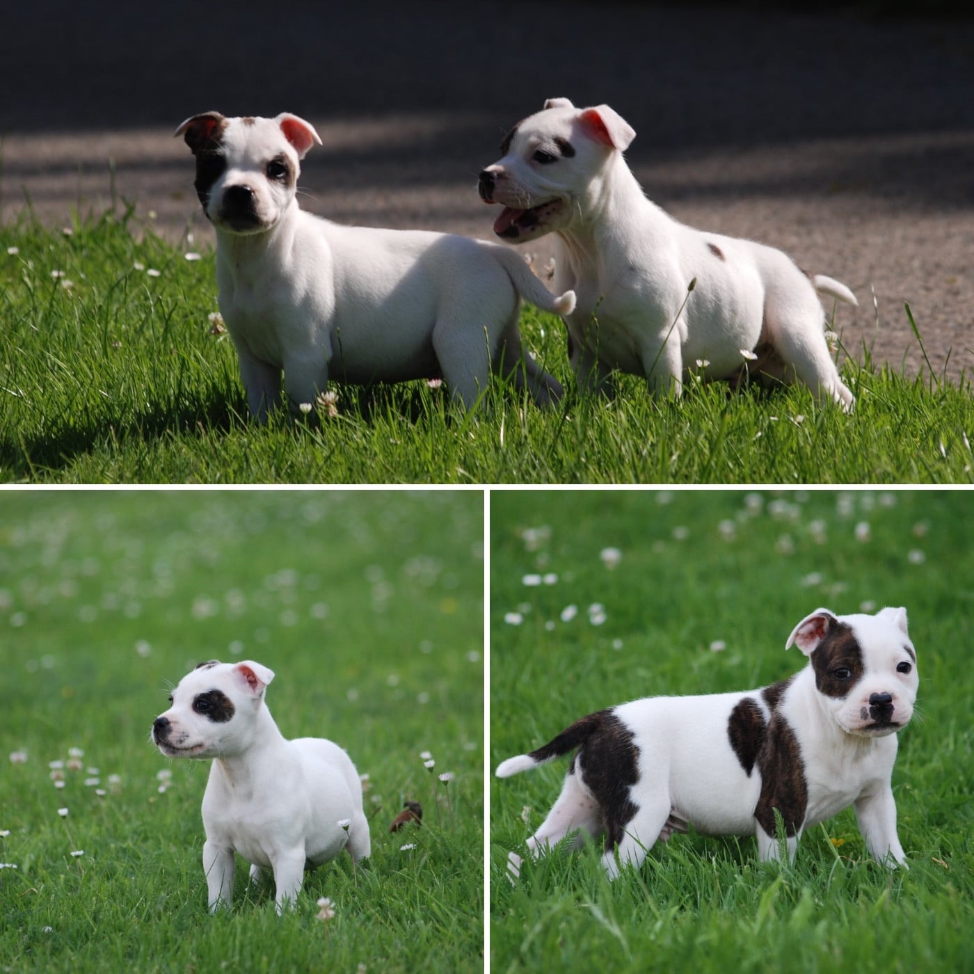 Staffordshire Bull Terrier - Marvel World Dog