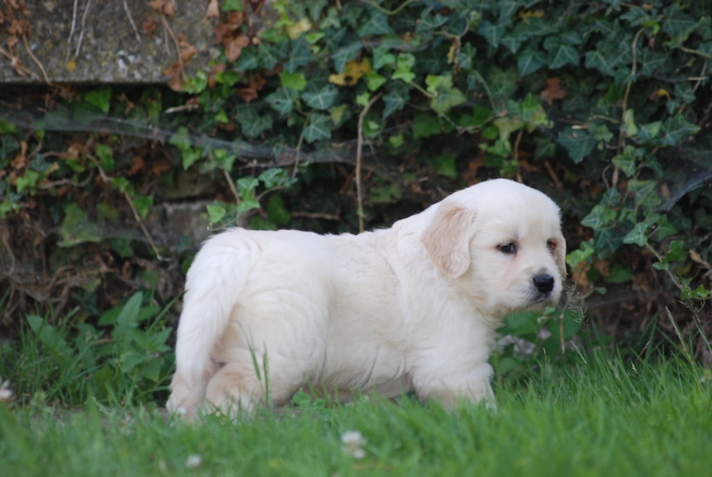 Chiot N°3 - Golden Retriever