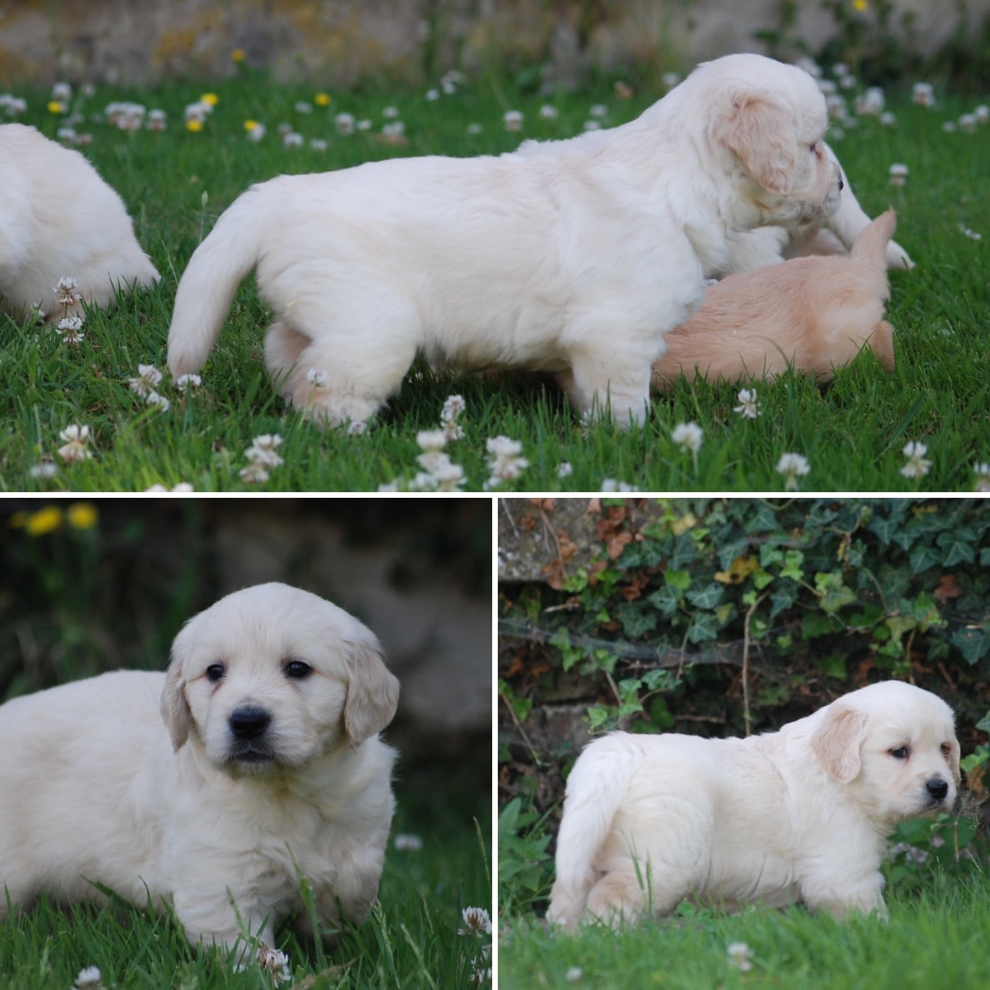 Golden Retriever - Marvel World Dog