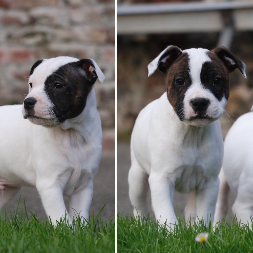 Staffordshire Bull Terrier - Marvel World Dog