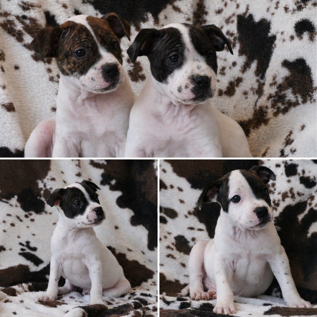 Staffordshire Bull Terrier - Marvel World Dog