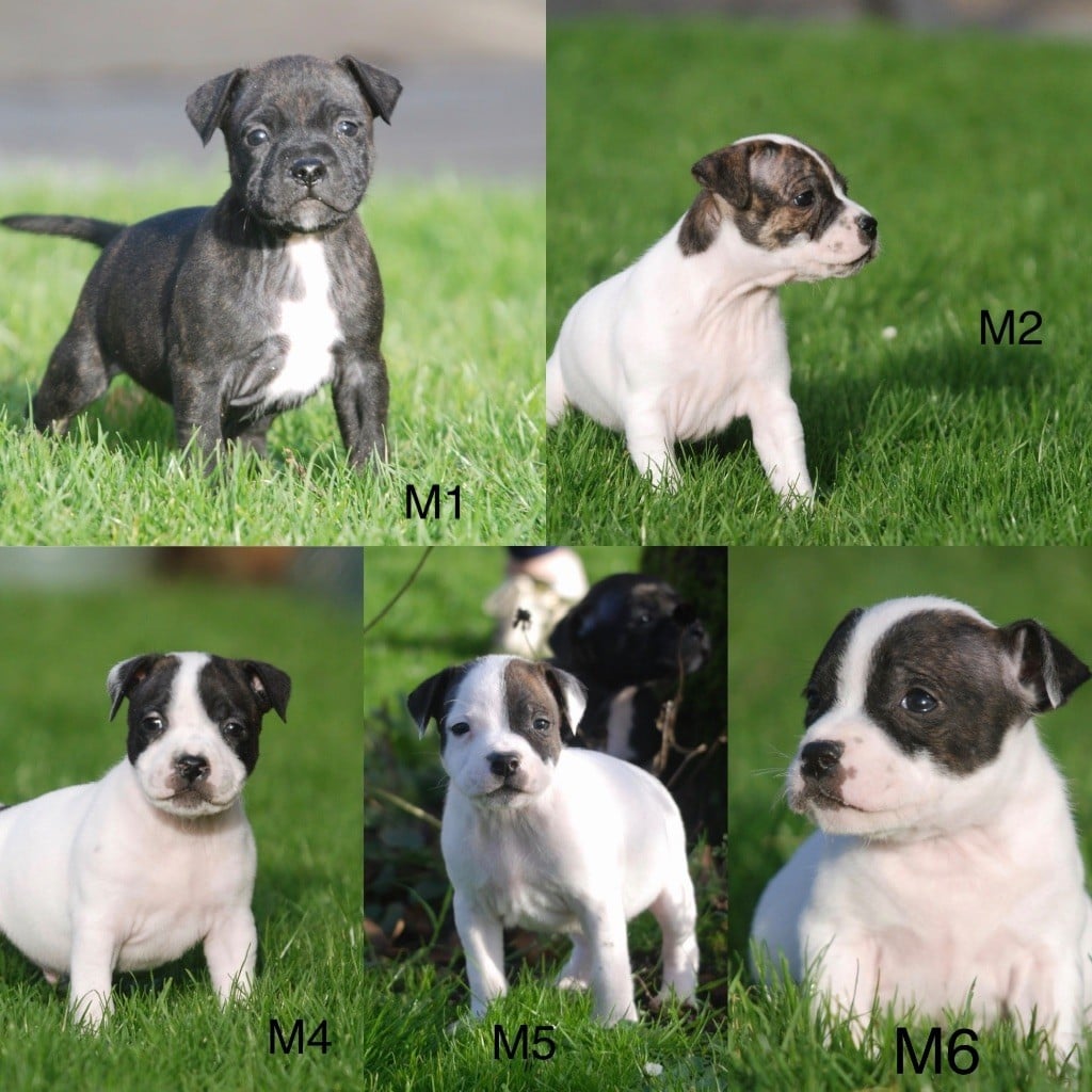 Staffordshire Bull Terrier - Marvel World Dog