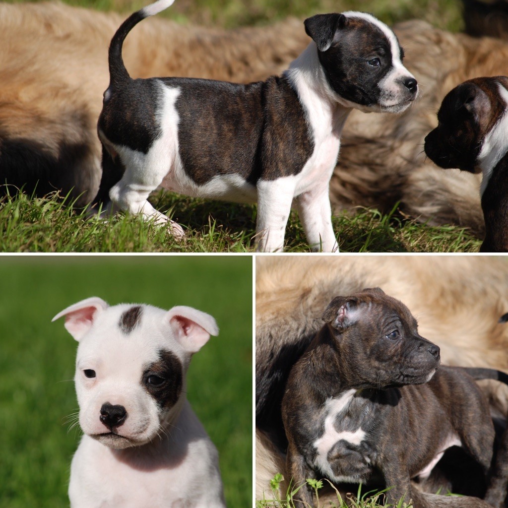 Staffordshire Bull Terrier - Marvel World Dog