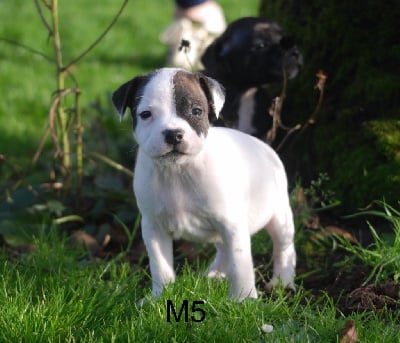 Les chiots de Staffordshire Bull Terrier