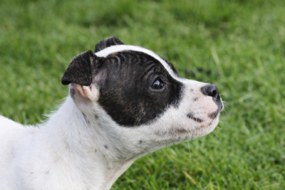 Les chiots de Staffordshire Bull Terrier