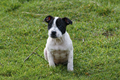 Les chiots de Staffordshire Bull Terrier