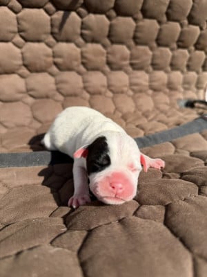 Les chiots de Staffordshire Bull Terrier