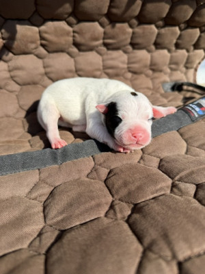 Les chiots de Staffordshire Bull Terrier
