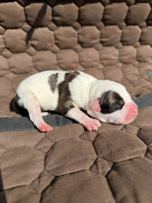 Les chiots de Staffordshire Bull Terrier