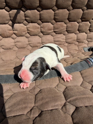 Les chiots de Staffordshire Bull Terrier