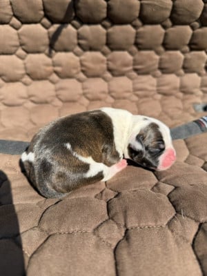 Les chiots de Staffordshire Bull Terrier