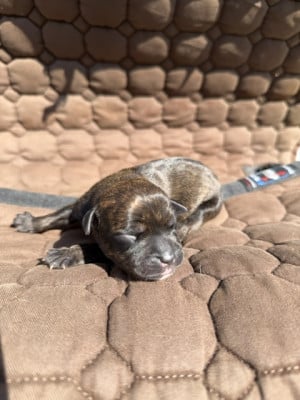 Les chiots de Staffordshire Bull Terrier
