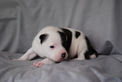 Les chiots de Staffordshire Bull Terrier