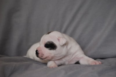 Les chiots de Staffordshire Bull Terrier