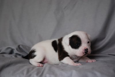 Les chiots de Staffordshire Bull Terrier