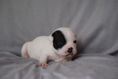 Les chiots de Staffordshire Bull Terrier
