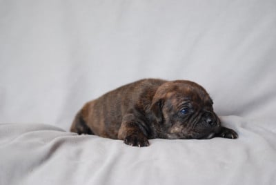 Les chiots de Staffordshire Bull Terrier