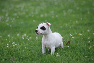 Les chiots de Staffordshire Bull Terrier