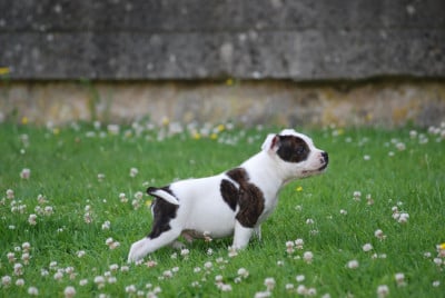 Les chiots de Staffordshire Bull Terrier