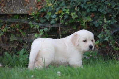Les chiots de Golden Retriever