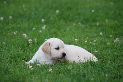 Les chiots de Golden Retriever