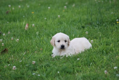 Les chiots de Golden Retriever