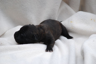 Les chiots de Staffordshire Bull Terrier