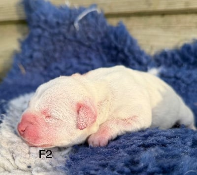 Les chiots de Staffordshire Bull Terrier