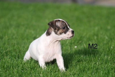 Les chiots de Staffordshire Bull Terrier