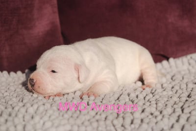 Les chiots de Staffordshire Bull Terrier