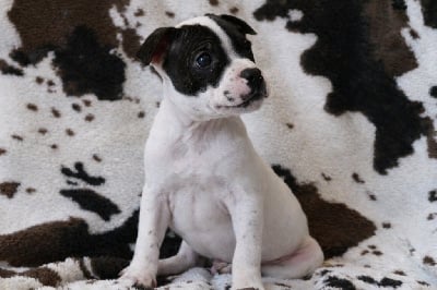 Les chiots de Staffordshire Bull Terrier