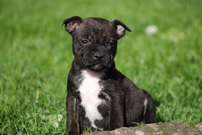 Les chiots de Staffordshire Bull Terrier