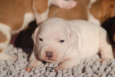 Les chiots de Staffordshire Bull Terrier