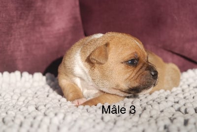 Les chiots de Staffordshire Bull Terrier