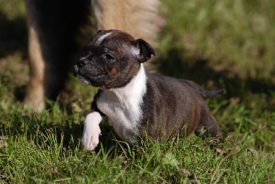 Les chiots de Staffordshire Bull Terrier
