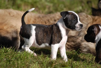 Les chiots de Staffordshire Bull Terrier