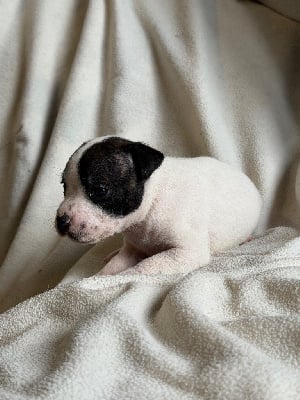 Les chiots de Staffordshire Bull Terrier