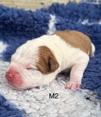 Les chiots de Staffordshire Bull Terrier