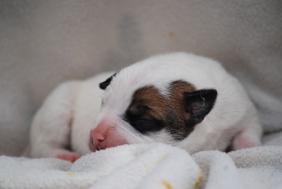 Les chiots de Staffordshire Bull Terrier
