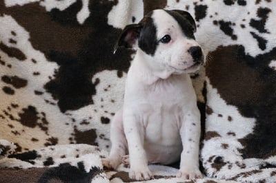 Les chiots de Staffordshire Bull Terrier