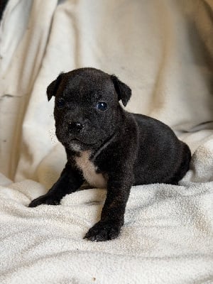 Les chiots de Staffordshire Bull Terrier