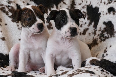 Les chiots de Staffordshire Bull Terrier