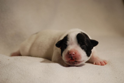 Staffordshire Bull Terrier