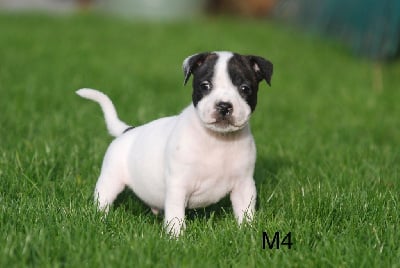 Les chiots de Staffordshire Bull Terrier