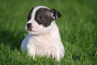 Les chiots de Staffordshire Bull Terrier